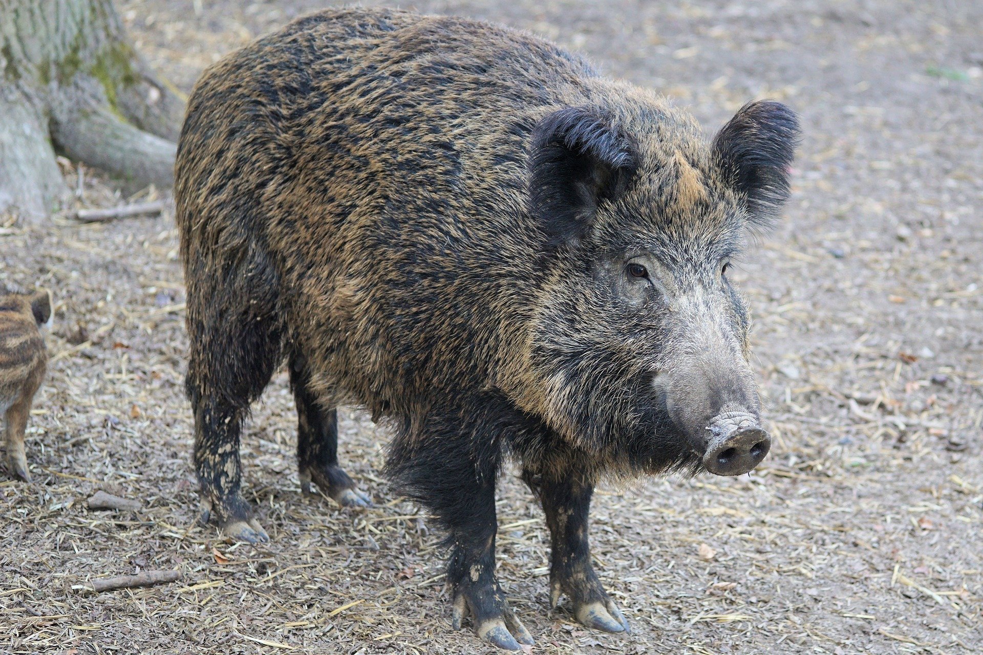 Symbolfoto Jagd Wildschwein