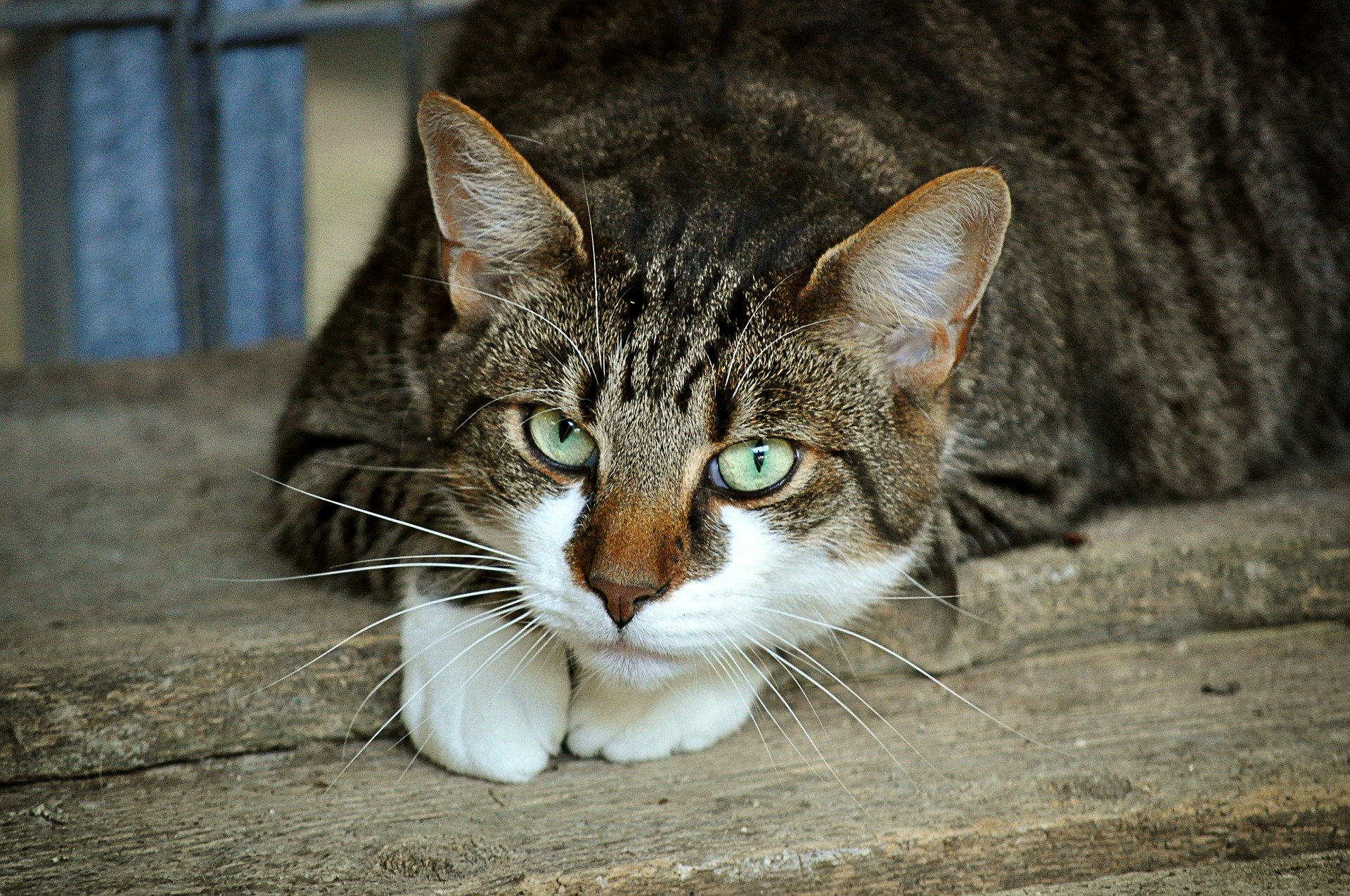 Symbolfoto Katze