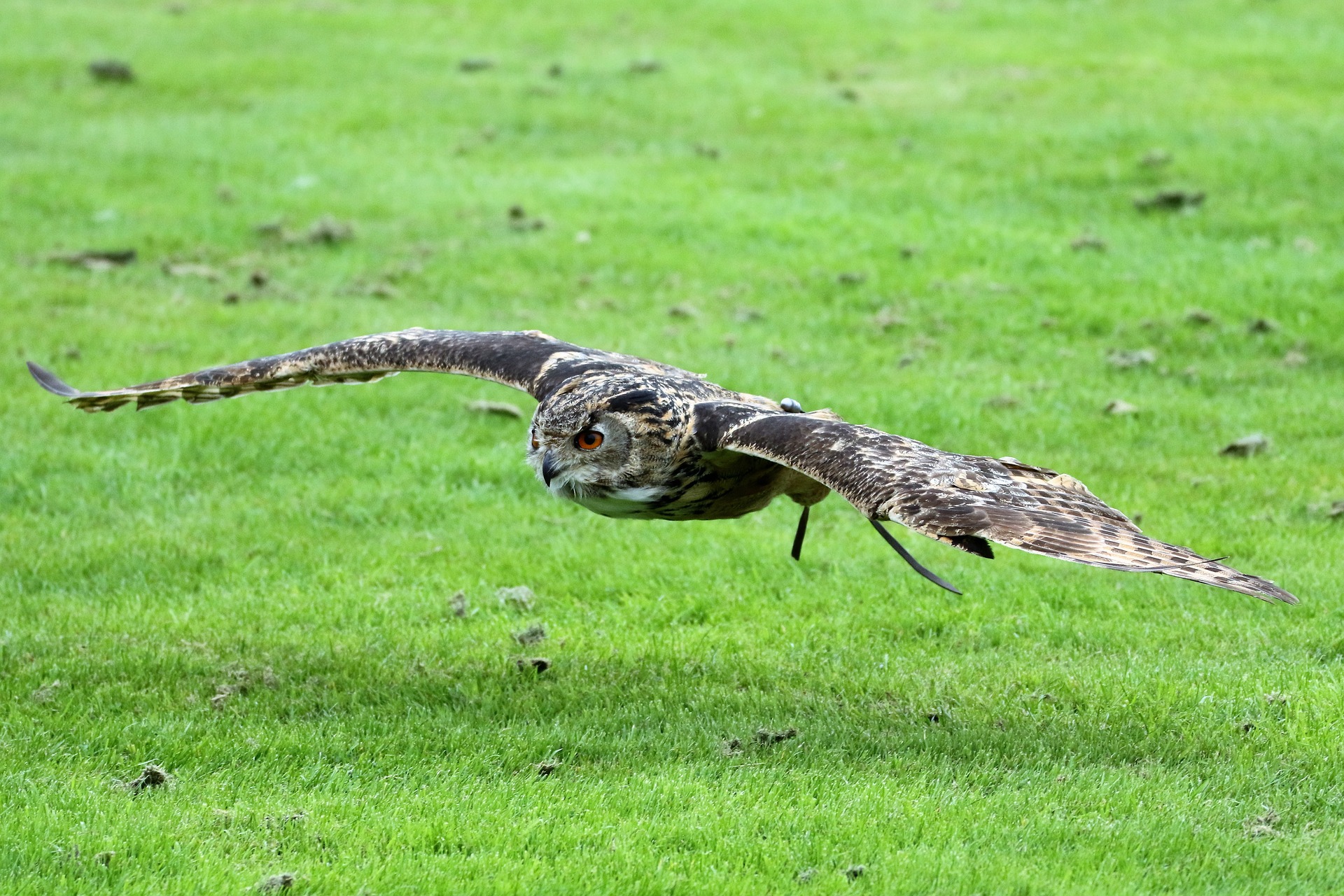 Symbolfoto Vogel