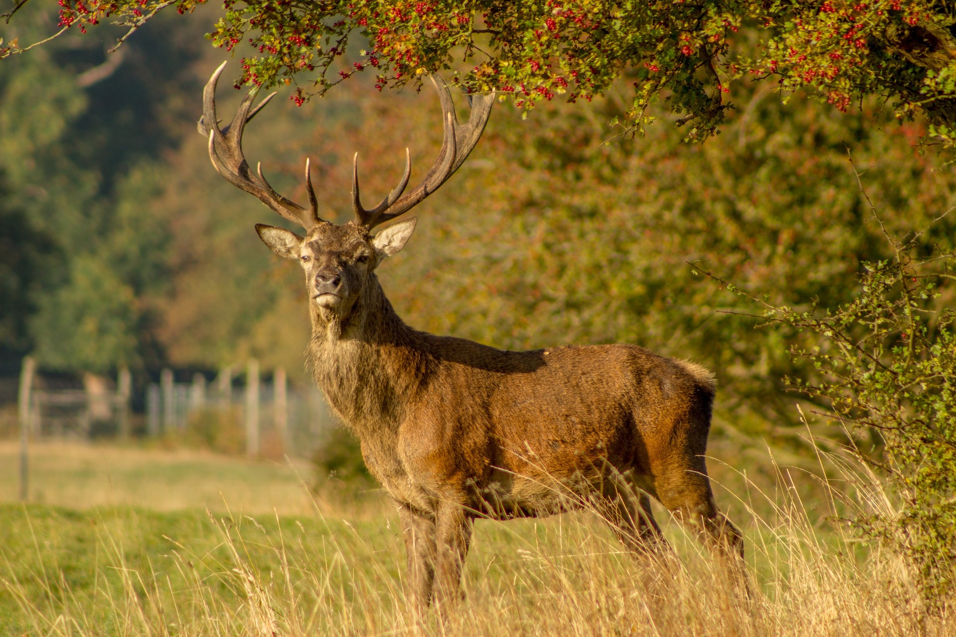 Symbolfoto Hirsch Jagd