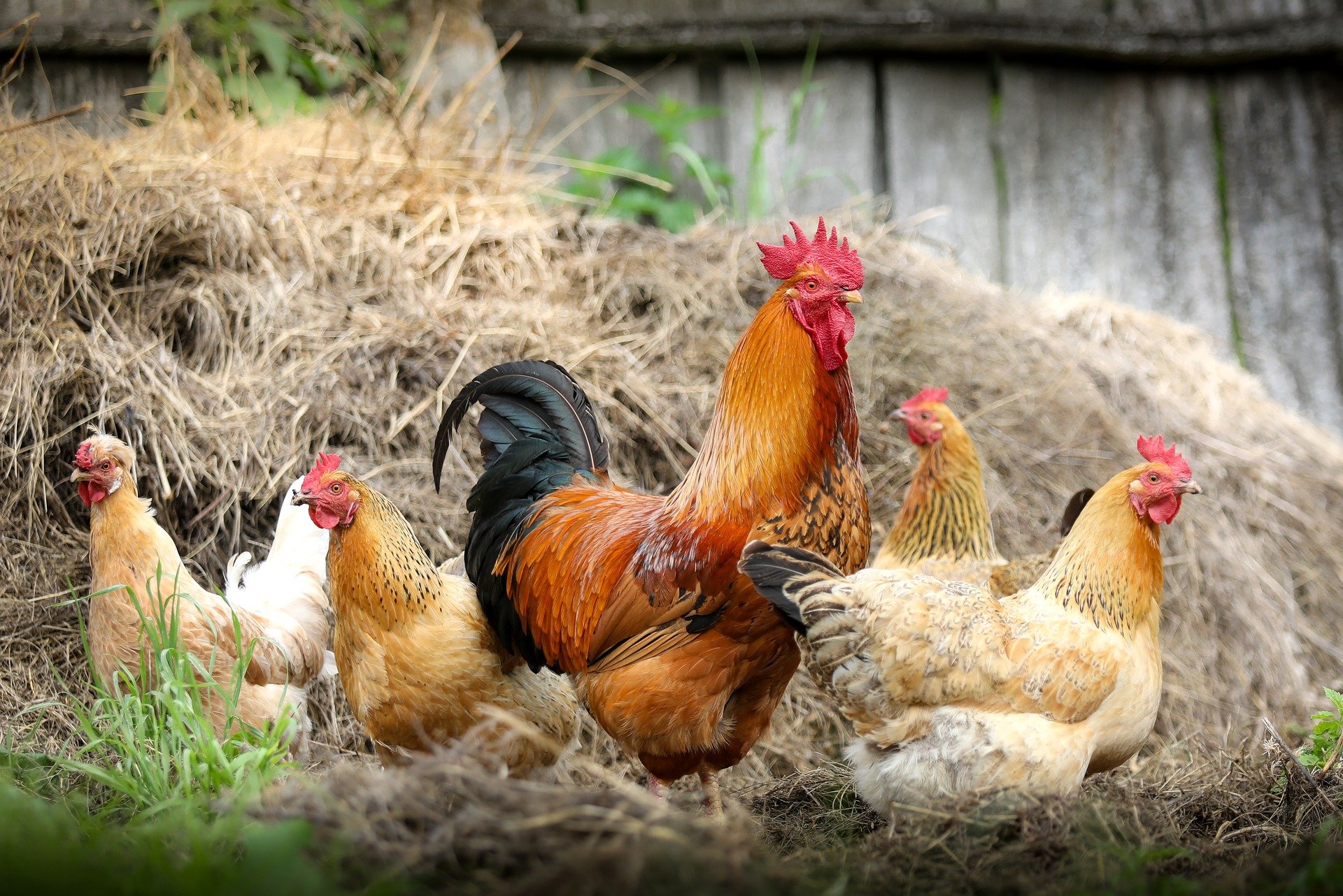 Symbolbild Geflügel Huhn Hahn