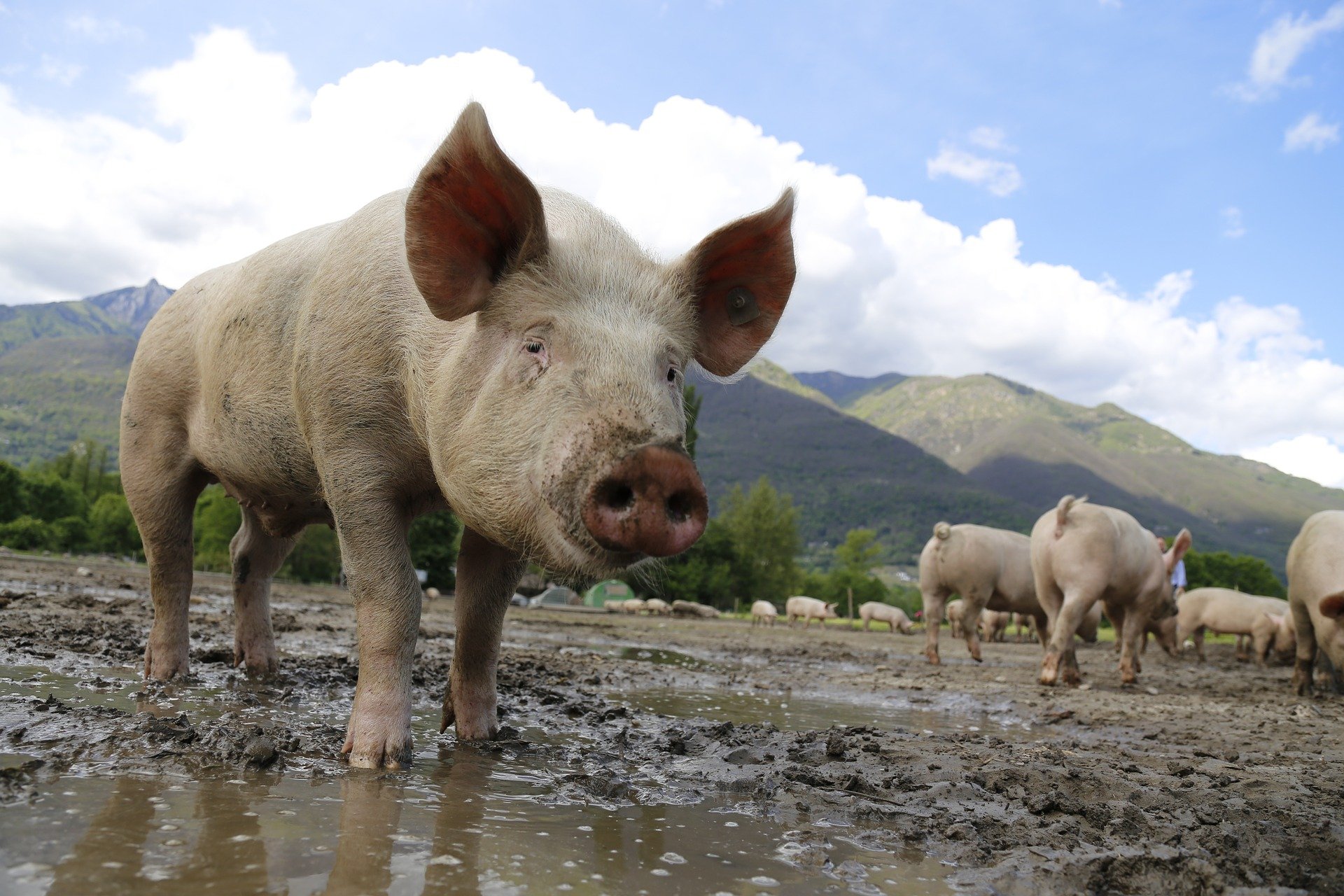 Symbolfoto Agrar Schwein Landwirtschaft