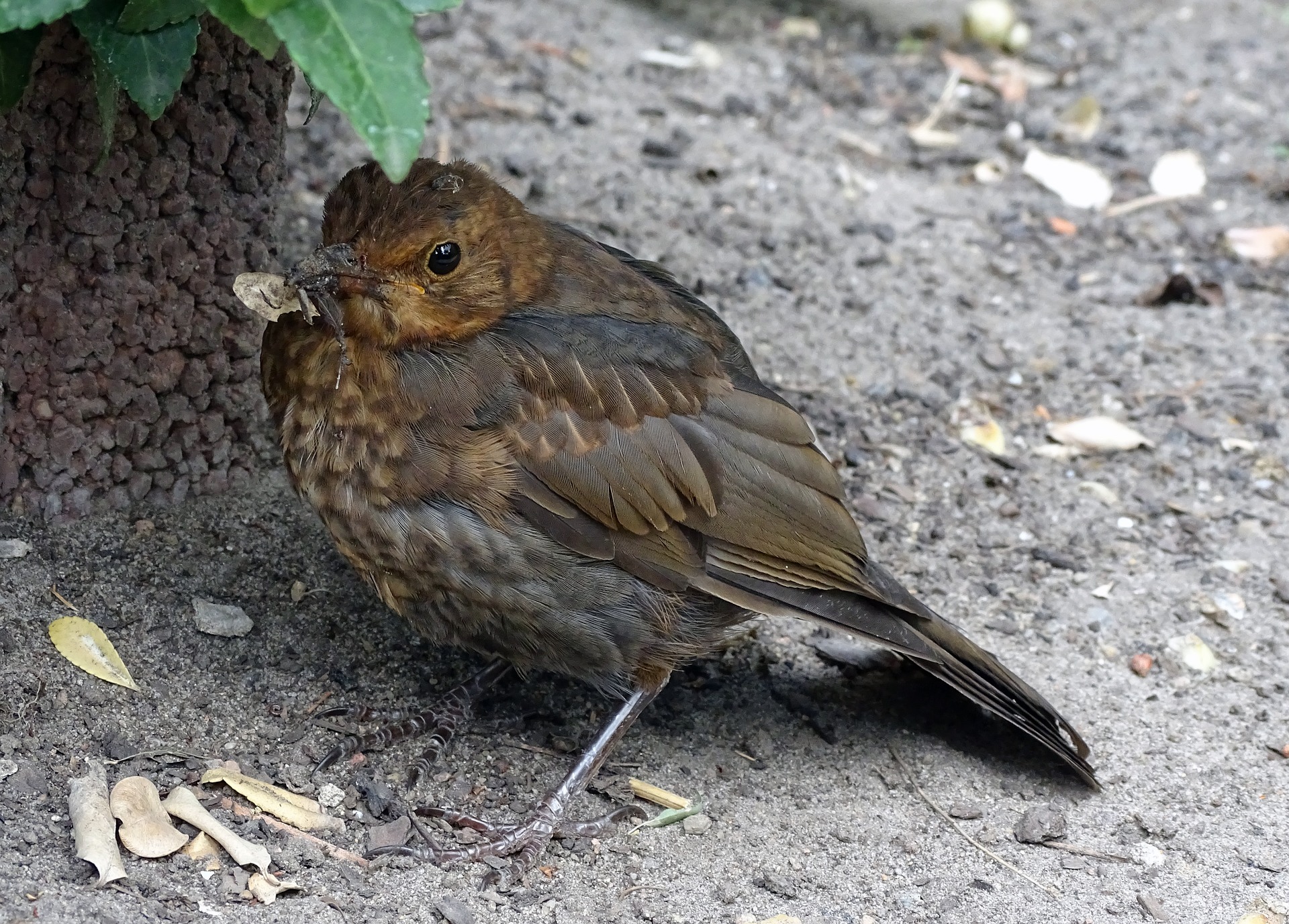 Symbolfoto Vogel Amsel Vogelgrippe