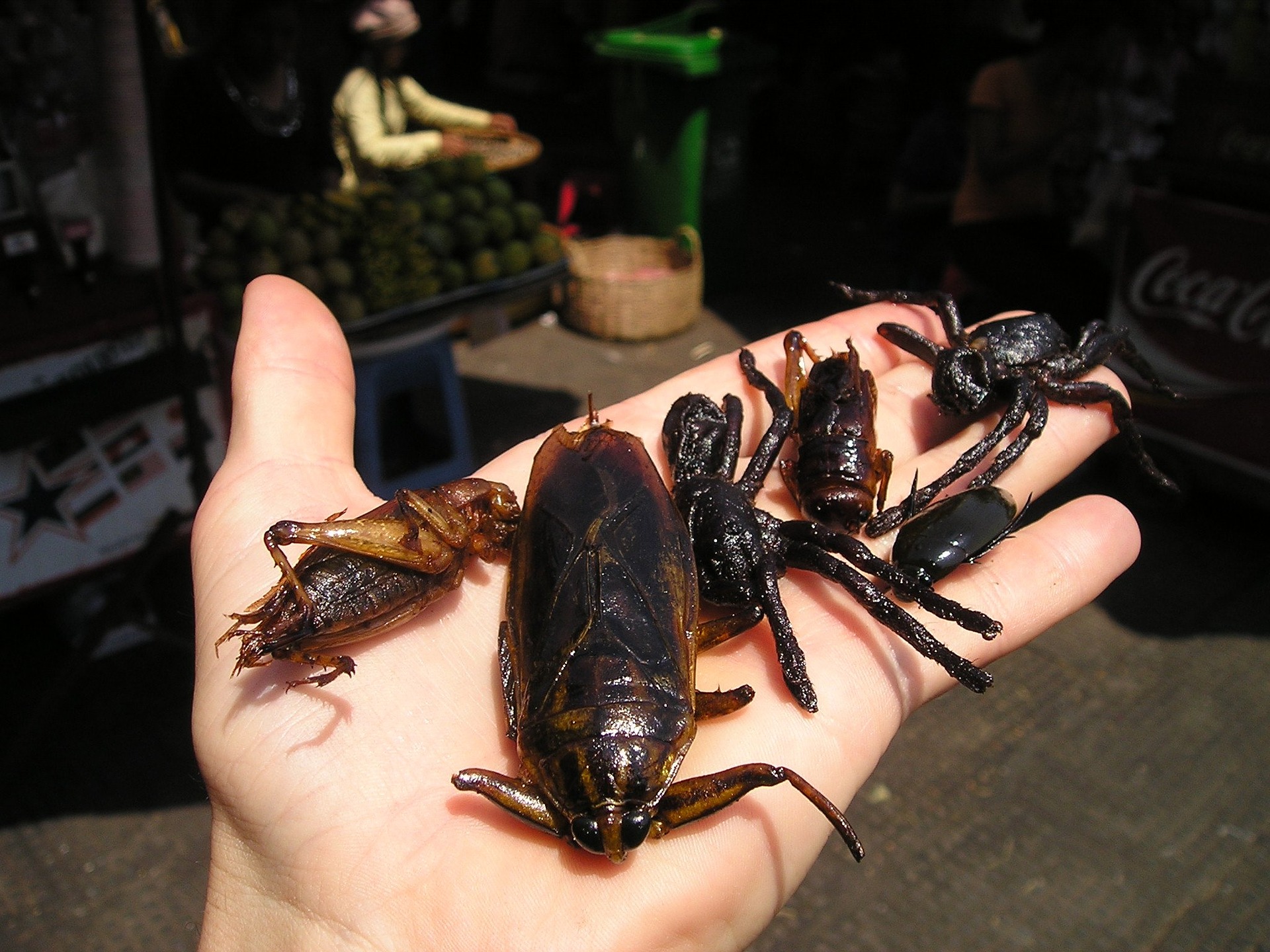 Symbolfoto Speiseinsekten