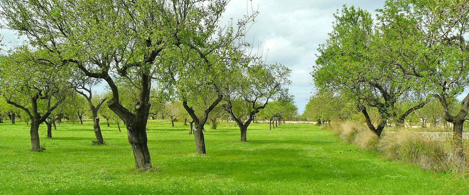 Symbolfoto Hecke Baum