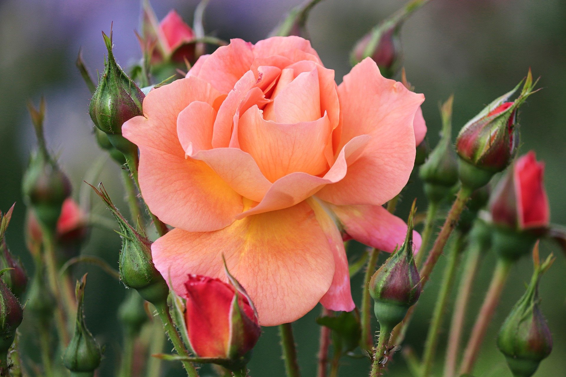 Symbolfoto Rose Blume Valentinstag