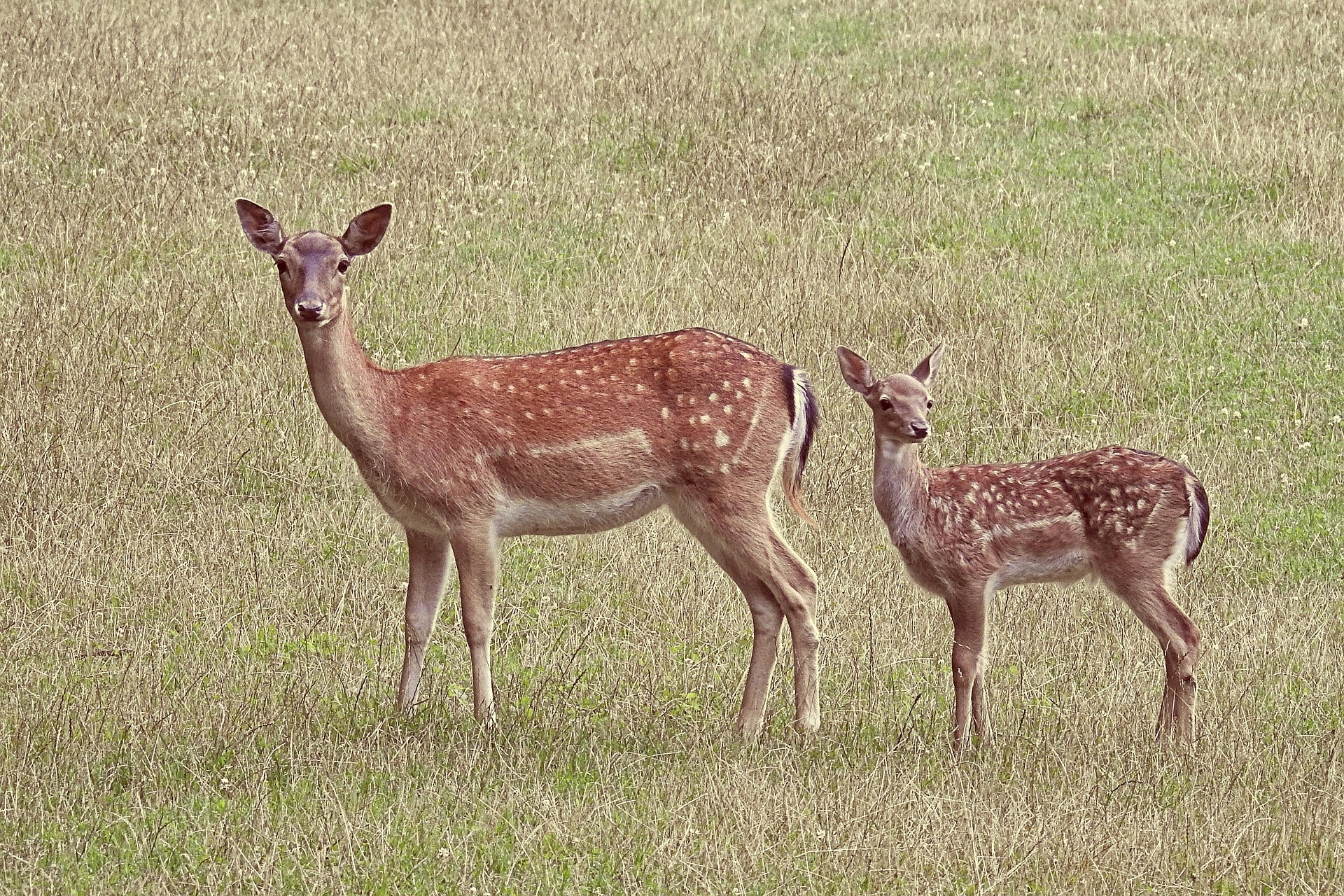 Symbolfoto Reh Wild