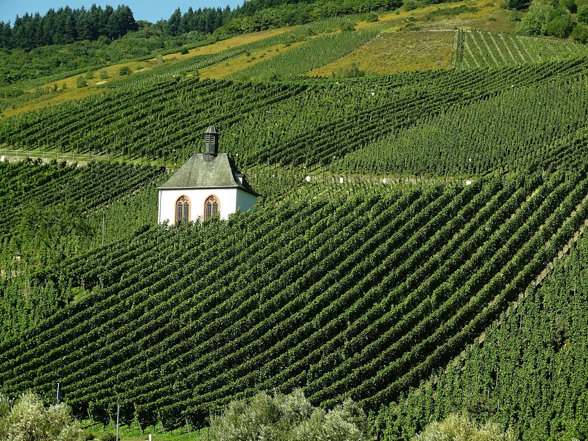 Symbolfoto Weinberg Mosel