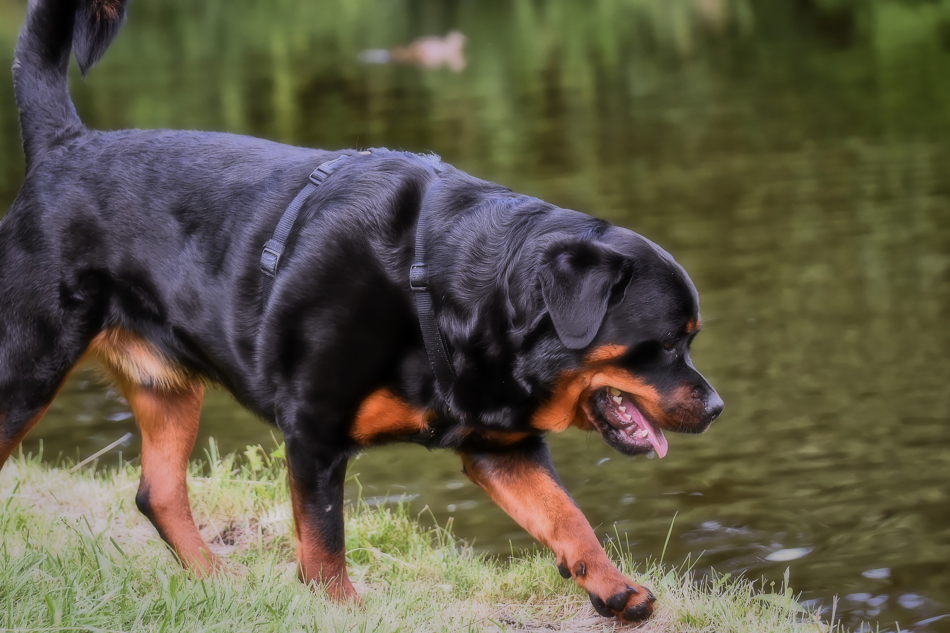 Symbolfoto Hund Rottweiler