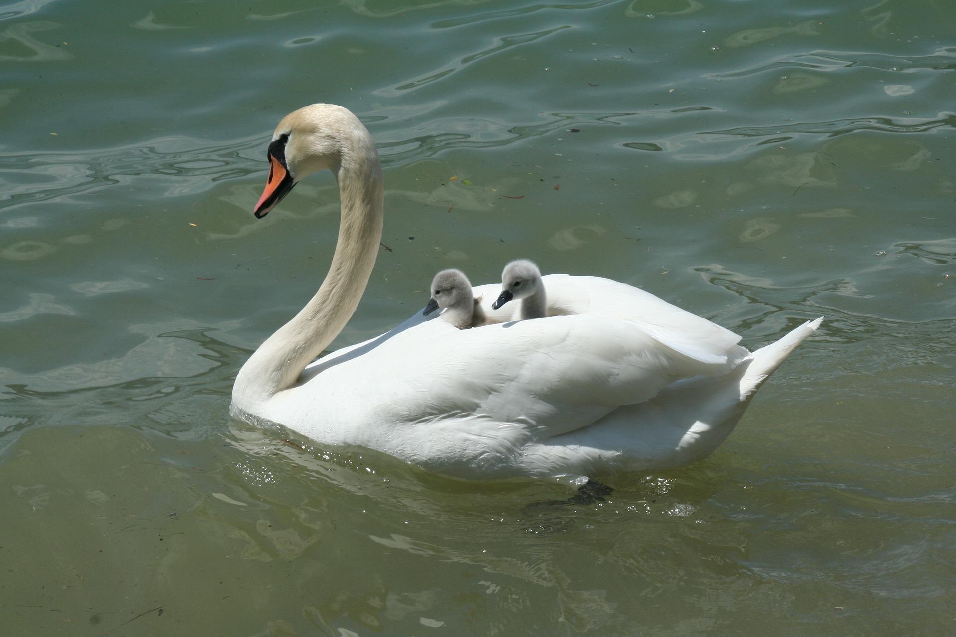 Symbolfoto Schwan