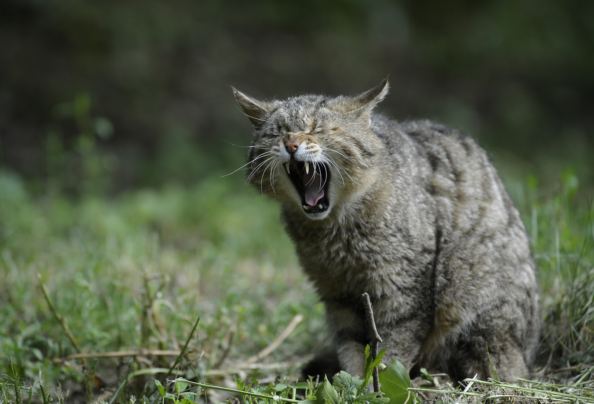 Symbolfoto Wildkatze