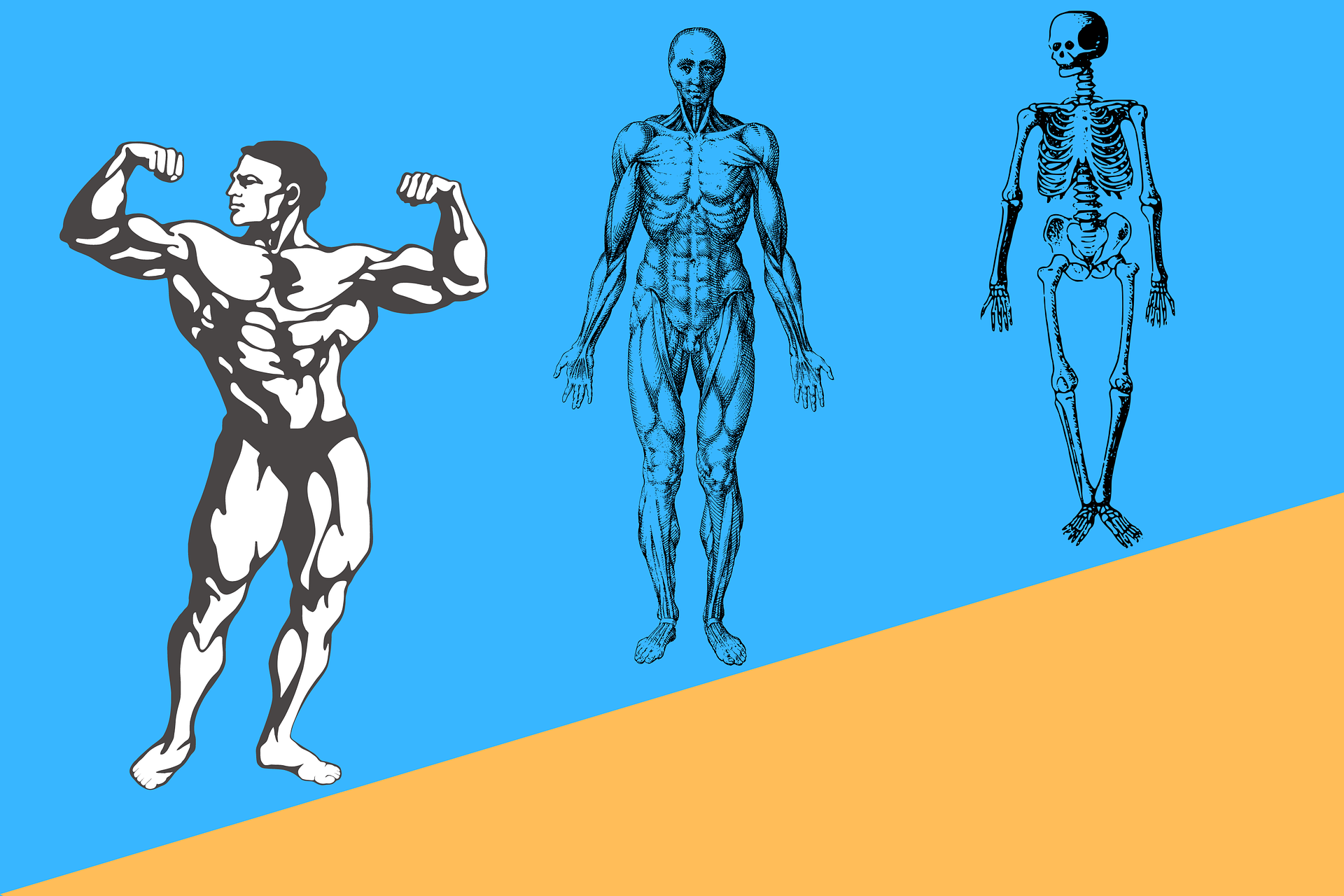 Symbolfoto Muskeln und Skelett